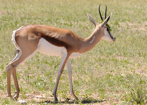 Image result for Springbok No. 1