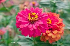 fiori zinnie zinnia pollicegreen fiori zinnie zinnia pollicegreen