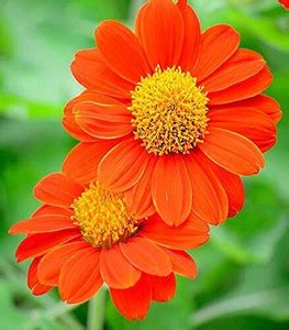 SUAA Tithonia Flower Seeds Best for Gardening Seed Price in India - Buy ...