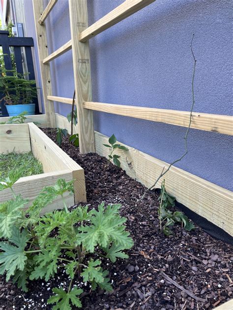 How to build a DIY raised garden bed with trellis