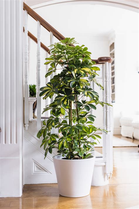 Schefflera Plant