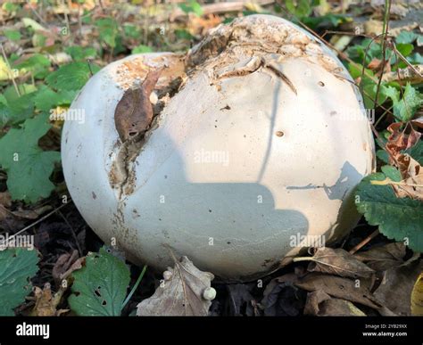 giant puffball (Calvatia gigantea) Fungi Stock Photo - Alamy