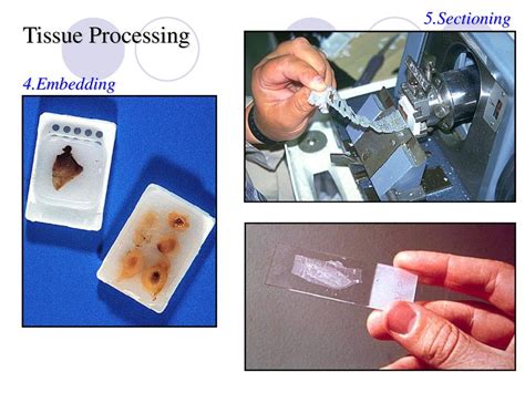 Tissue Processing Procedure 的图像结果
