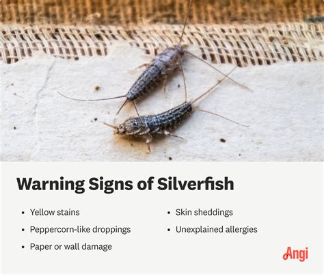 Silverfish Bugs Droppings Are Silverfish In My Florida Home?