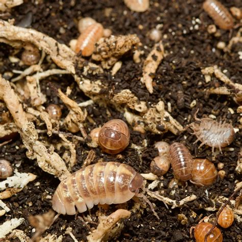 Armadillidium Vulgare St. Lucia Isopods – Isopod Depot