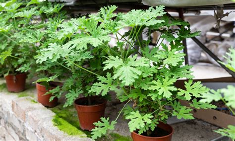 Citronella Plants: Growing and Caring for Citronella | Almanac.com