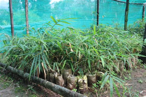 D'source The Nursery | Bhavm Mural Arts | D'Source Digital Online ...