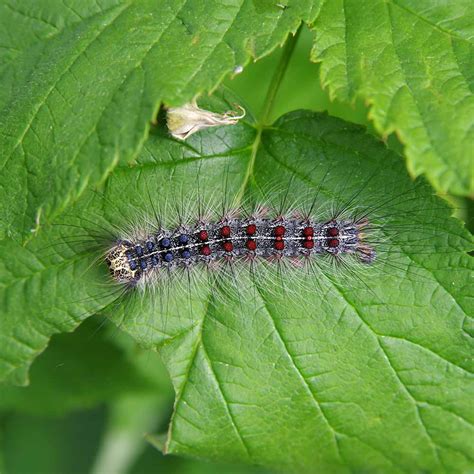 Image result for Gypsy Moth
