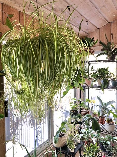 Spider Plant Houseplant