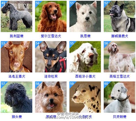 178種狗狗品種大全，看了就認識所有的狗狗了 - 壹讀