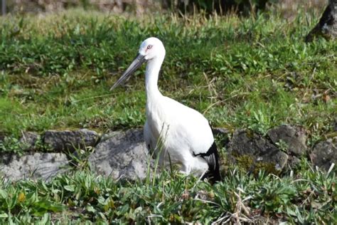 Nachhaltiger Tourismus in der Region Setouchi