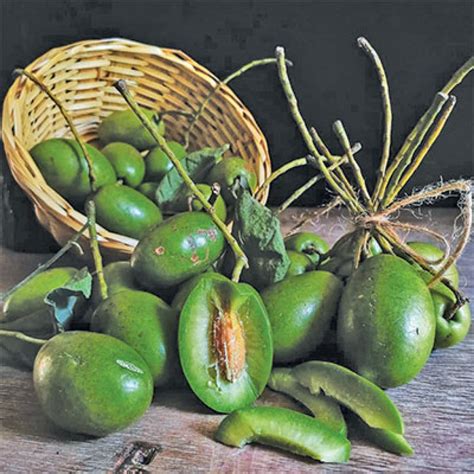 Indian olives: The most under-utilised fruit crop