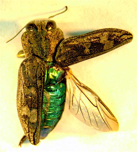 Wood-boring beetles « Landscape IPM