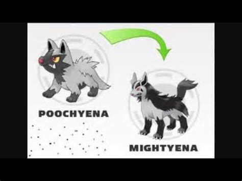 Image result for Poochyena Evolution Level
