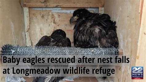 Baby eagles rescued after nest falls at Longmeadow wildlife refuge – WWLP