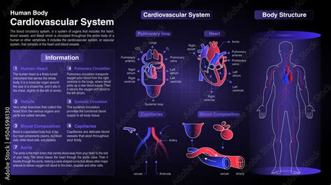 Cardiovascular System 的图像结果