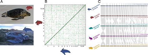 Image result for Turtle Shell Evolution