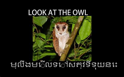 柬埔寨歌曲 ：សម្លឹងមើលទៅសត្វទីទុយនេះ - sat tee touy - look at the owl_哔哩哔哩 ...