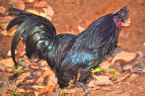 Ayam Cemani: Breed Profile, Egg Laying, Pictures & Facts