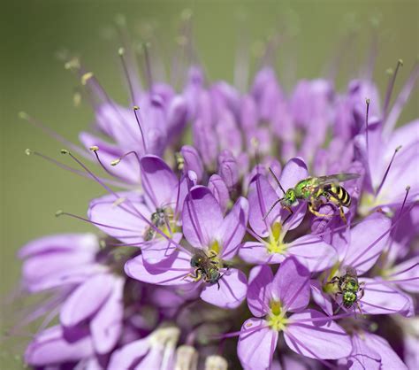 Rocky Mountain Bee Plant: Cleome serrulata – nature has no boss