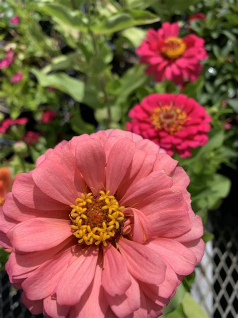 Quote of the Month - Mariposa Nursery & Retail Garden Center