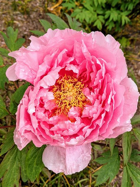 The Martha Stewart Blog : Blog Archive : The Blooming Tree Peonies at My Farm