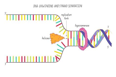 DNA Replication Forks Animation 的图像结果