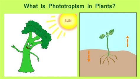 What is Phototropism in Plants?