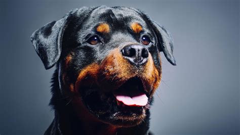 Top 10 large dog breeds