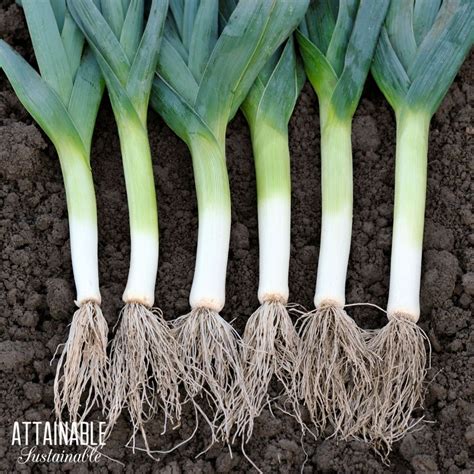 Growing Leeks in the Backyard Garden for Fresh Flavor