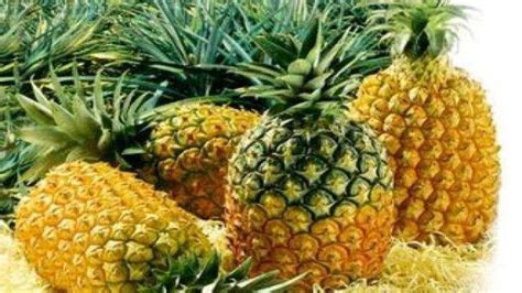 菠萝和凤梨是一个品种吗？很多人搞不清楚，别被骗了 | 说明书网