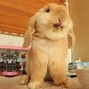 Image result for Spring Animals Bunny