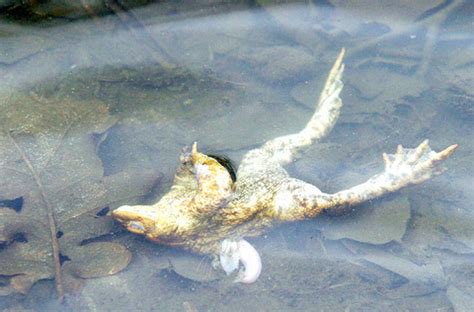 Exploding Frog Video 的图像结果