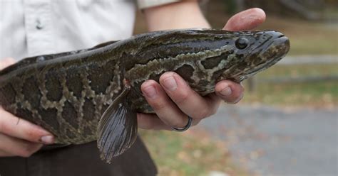 Don’t Spread Invasive Species When You Go Fishing! | U.S. Fish ...