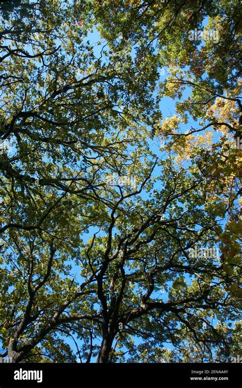 Tree Canopy 的图像结果