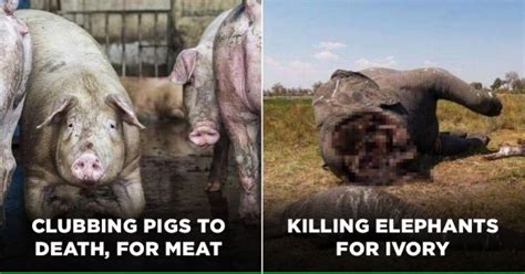9 Animal Cruelty Practices That Are Making Us Lose Faith In Humanity ...