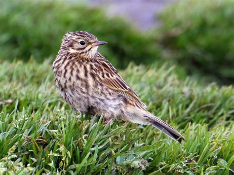 South Georgia Pipit - eBird