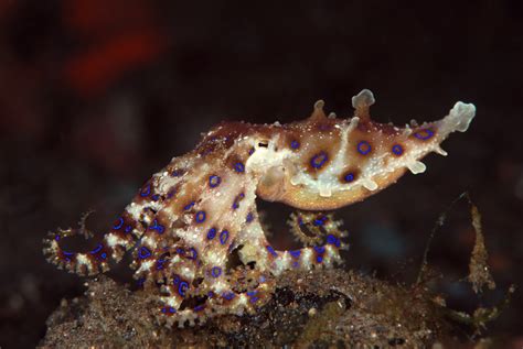 Octopuses Use Venom for Safe Sex, Biologists Reveal ...Middle East