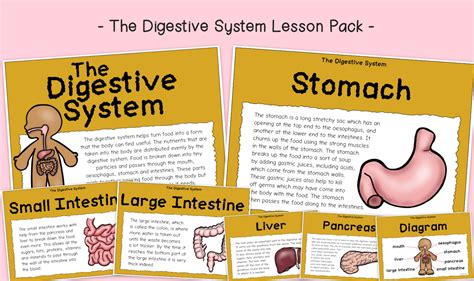 Digestive Process for Kids 的图像结果