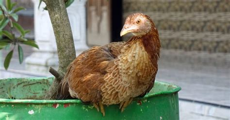 Image result for Java Chicken Facts