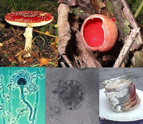 【地球生物全系列——从单细胞到人类】真菌界概述（一） - 知乎