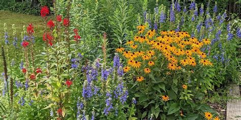 Native Plants 1-2-3: Plan & Plant, Pollinators, & Preparing for Winter ...