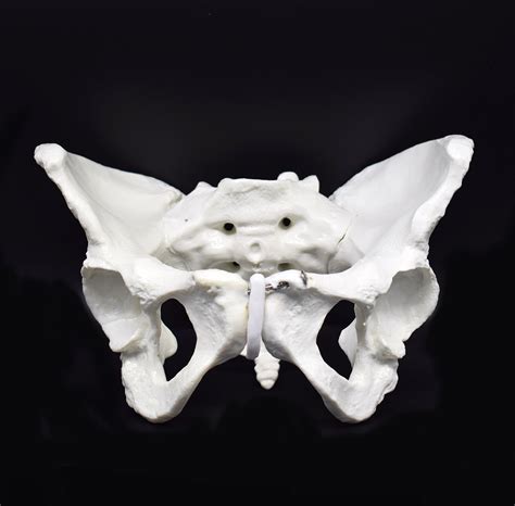 Female Pelvis Skeletal Model Life Size Replica Of Human Anatomy ...