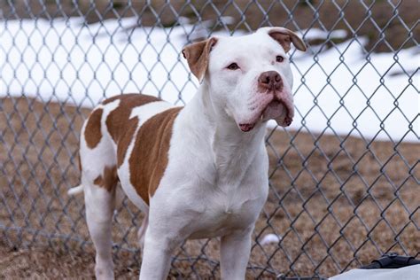 Meet the Outer Banks SPCA Pet of the Week, Goose | Island Free Press