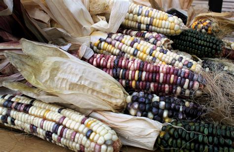Corn: A Native American Symbol Rooted in Heritage and Resilience
