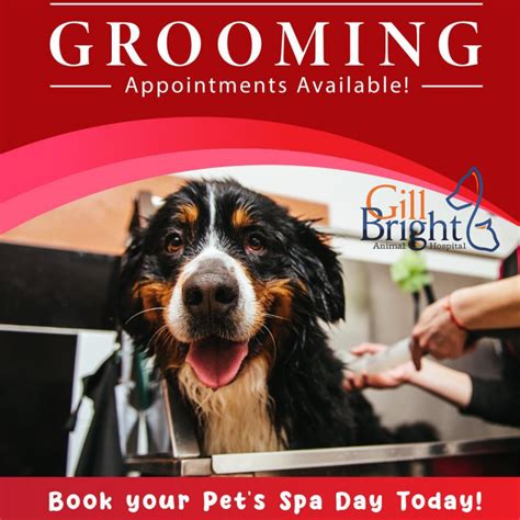 Home | Gill Bright Animal Hospital