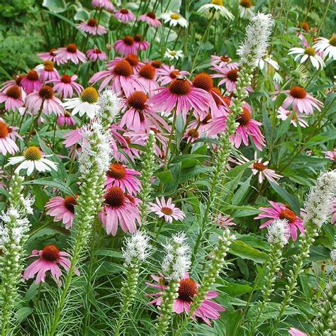 Native Beauties Unveiled: Discover the Enchanting World of North American Plants