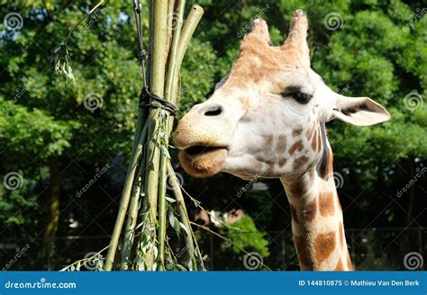 African Giraffe Giraffa Camelopardalis. the Giraffe is the Tallest Land ...