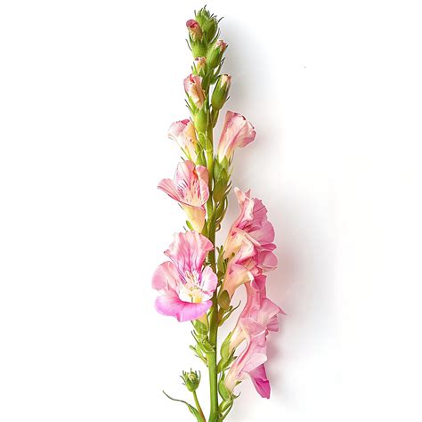 Pink Snapdragon Isolated on White Background Beautiful Snapdragon ...