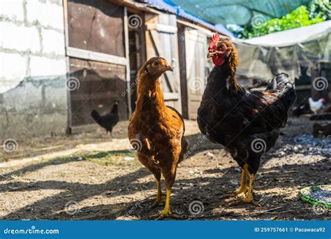 Hen and Cockerel in the Chicken Coop Yard Stock Image - Image of bird ...